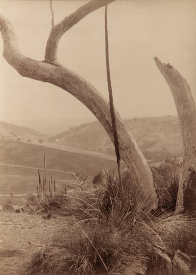 Dashwoods Gully, South Australia by Joyce Waterhouse